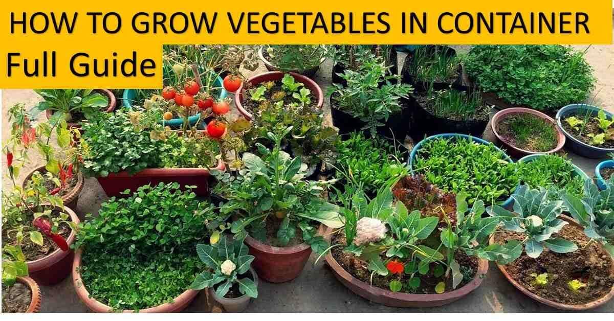 15 easy to grow vegetables in container A complete guide with calendar