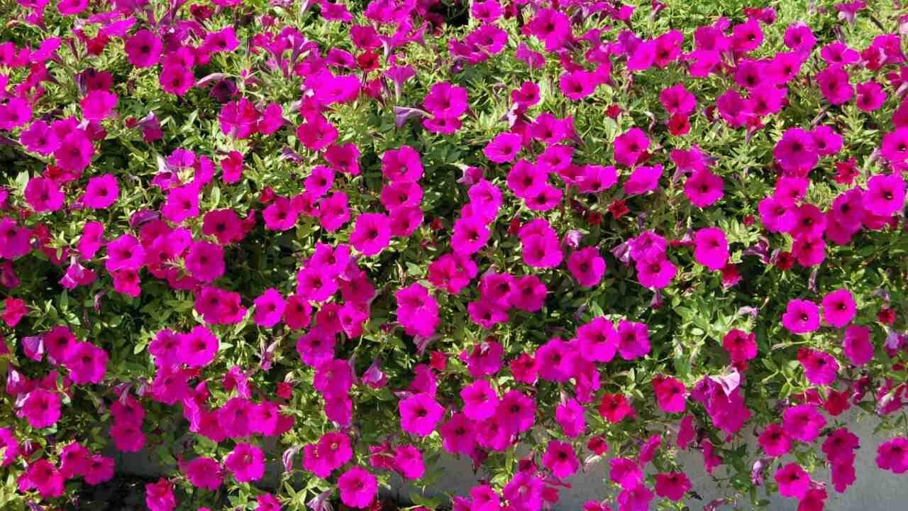 Growing Petunias from Seed A Complete Guide to Care for Your Petunia