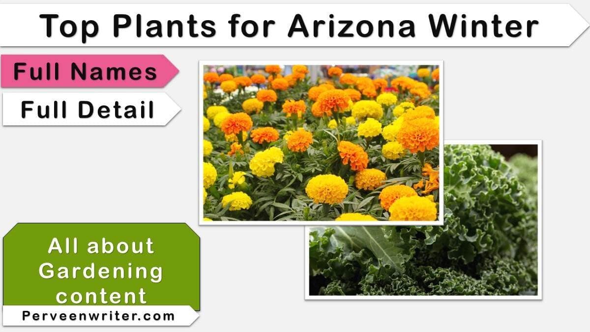 3 Best plants for Arizona