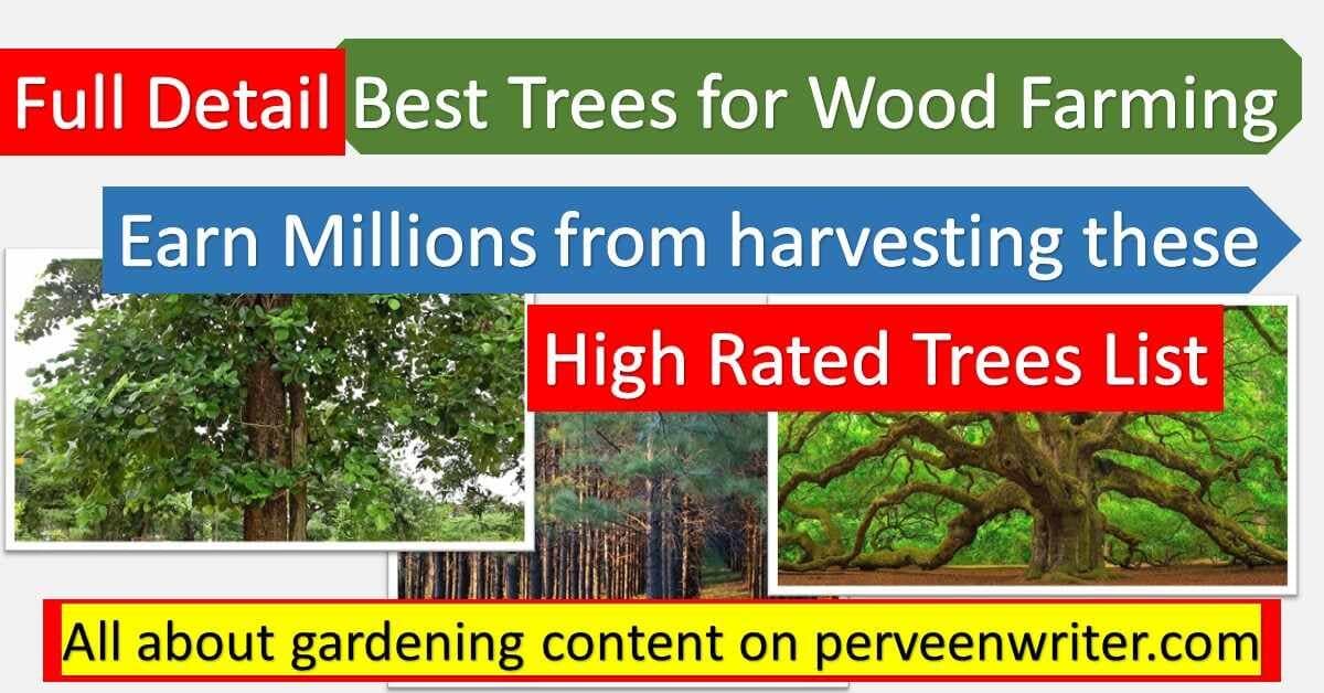5 Best Trees for Wood Farming( Unleashed)